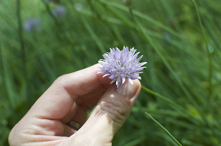 chive flower closeup