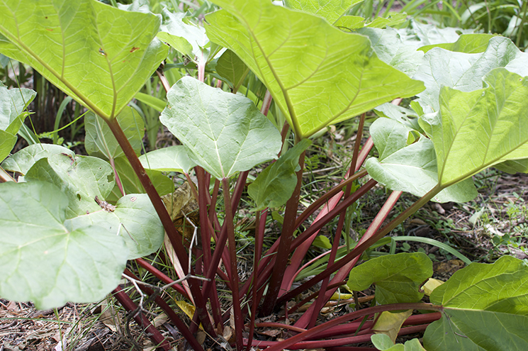 rhubarb